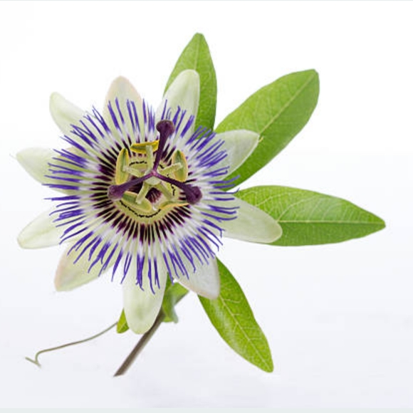 Passion Fruit Seeds - Picture 2 of 5